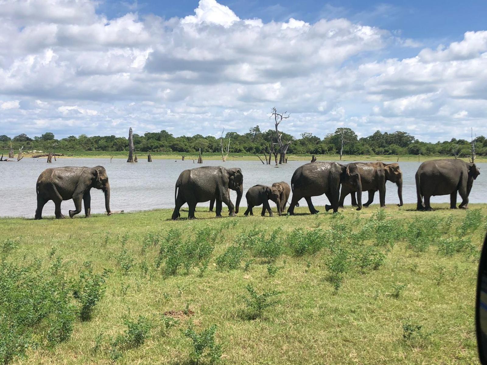 Wild Safari Clay House Hotell Udawalawe Eksteriør bilde