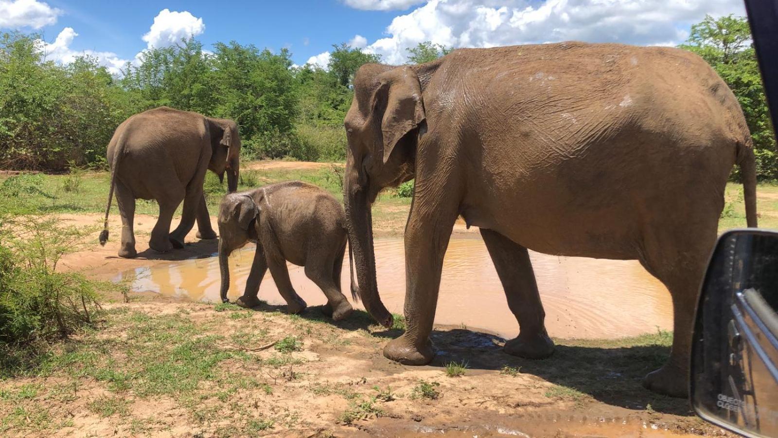Wild Safari Clay House Hotell Udawalawe Eksteriør bilde