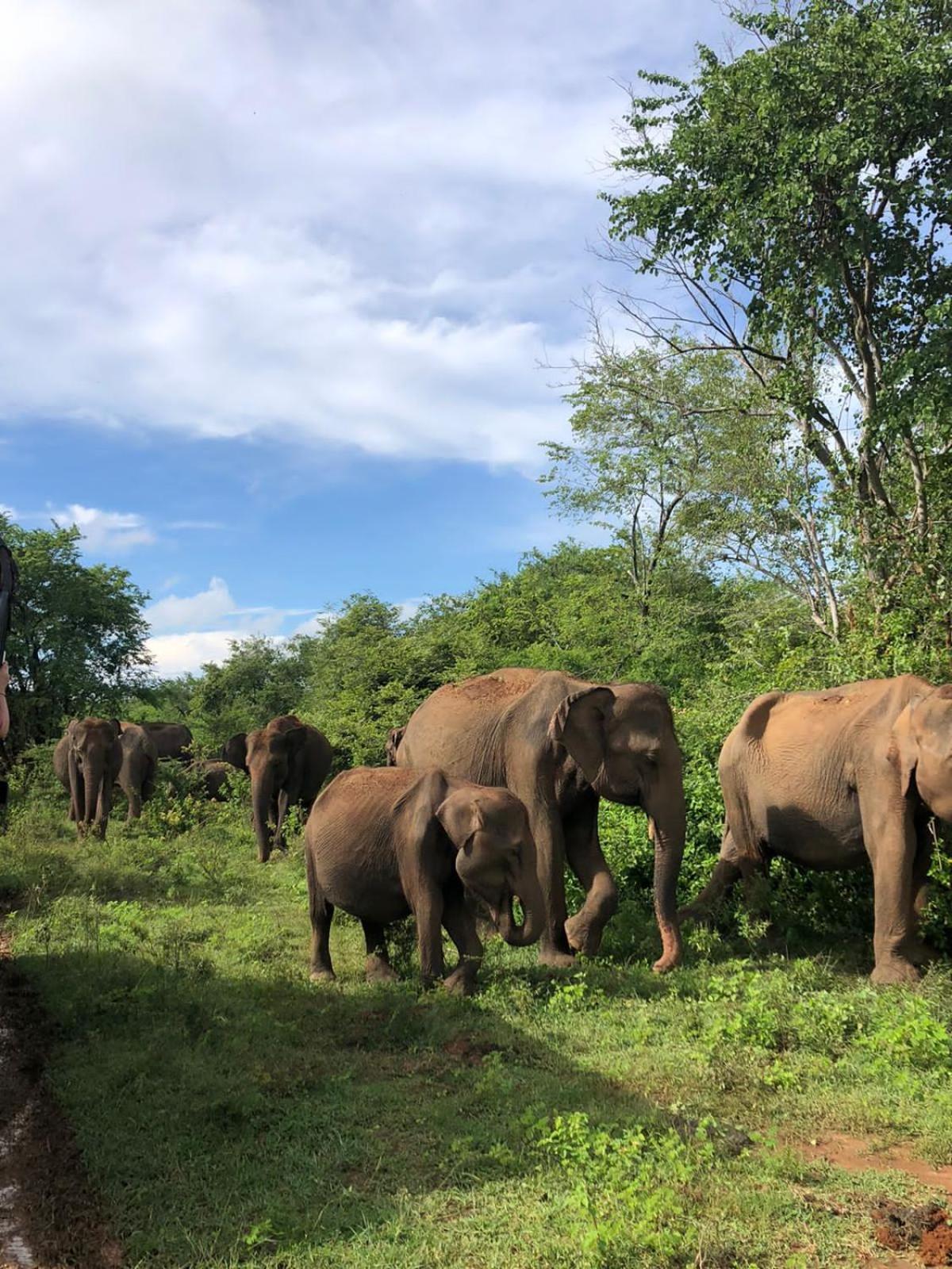 Wild Safari Clay House Hotell Udawalawe Eksteriør bilde